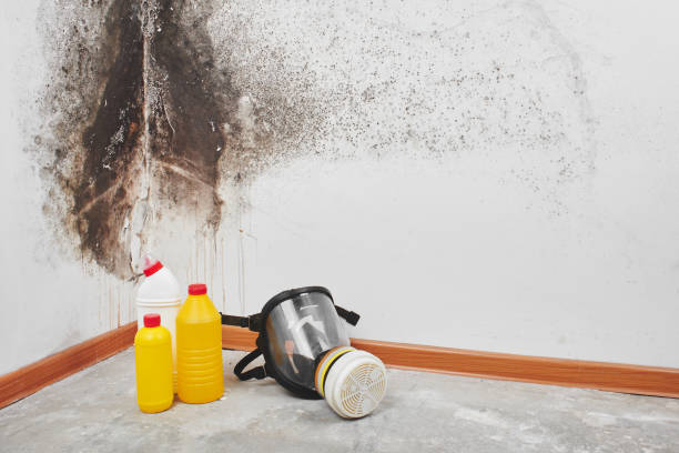 Reliable Capitol Heights, MD Mold Removal Solutions