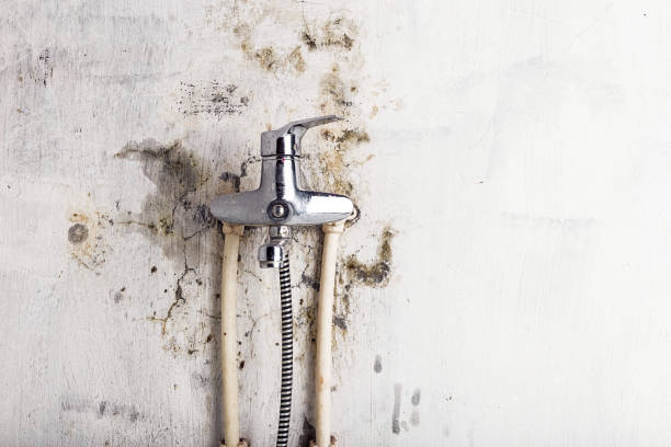 Best Mold Damage Repair  in Capitol Heights, MD