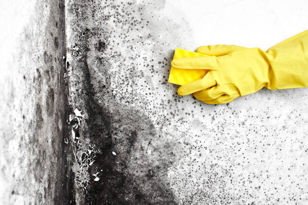 Best Professional Mold Removal  in Capitol Heights, MD