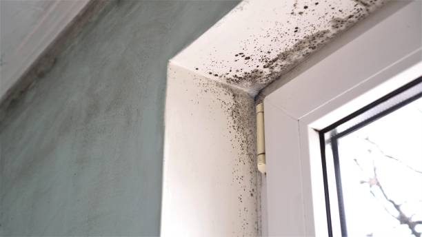 Best Toxic Mold Removal  in Capitol Heights, MD