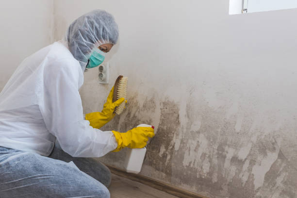 Best Local Mold Removal Service  in Capitol Heights, MD