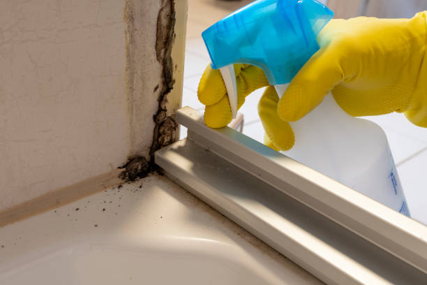 Best Emergency Mold Removal  in Capitol Heights, MD