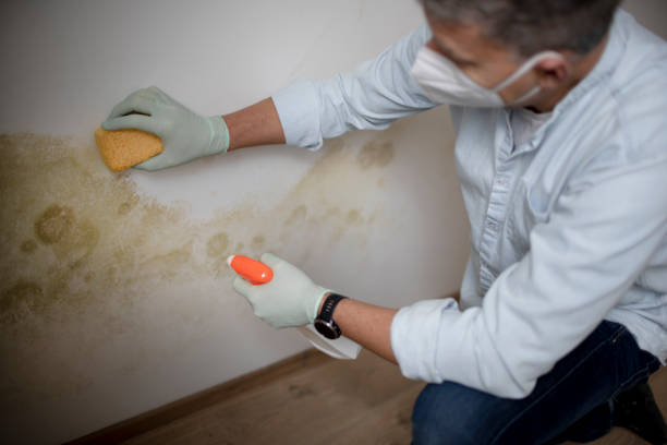  Capitol Heights, MD Mold Removal Pros