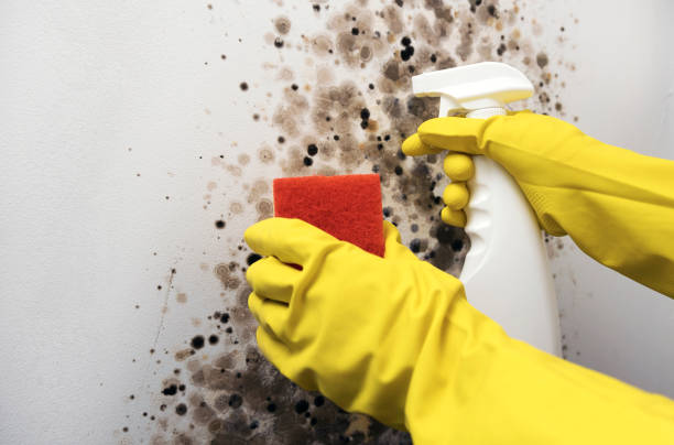 Best Mold Cleaning Services  in Capitol Heights, MD