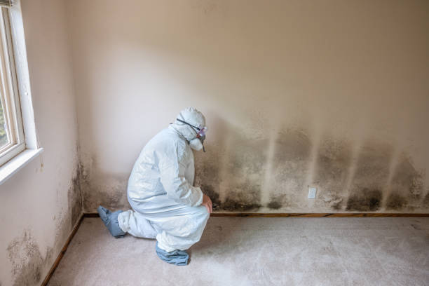 Office Mold Removal Services in Capitol Heights, MD