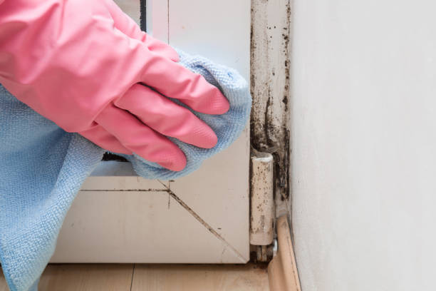 Best Fast Mold Removal  in Capitol Heights, MD