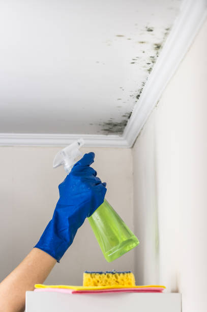 Best Best Mold Removal Companies  in Capitol Heights, MD